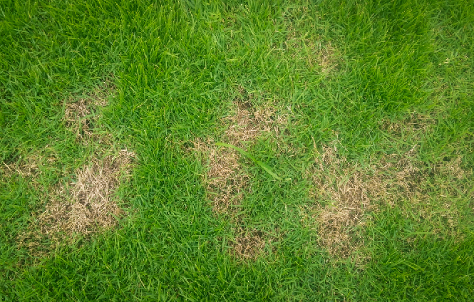 Dealing With Dead Patches in the Lawn