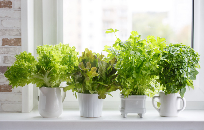 When Is the Best Time to Pick Fresh Herbs?